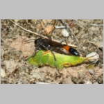 Ammophila sabulosa - Sandwespe 64f Sandwespe-beim-Raupendiebstahl-Sandgrube-Niedringhaussee.jpg